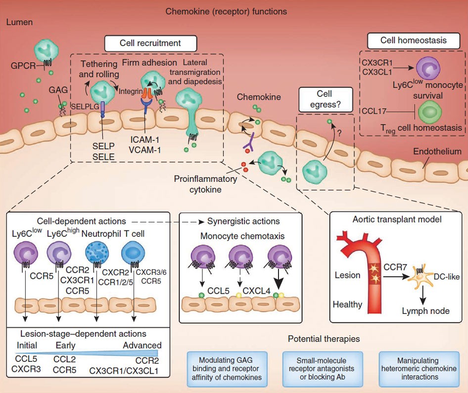 Sterol carrier protein 2: A promising target in the pathogenesis of  atherosclerosis - ScienceDirect