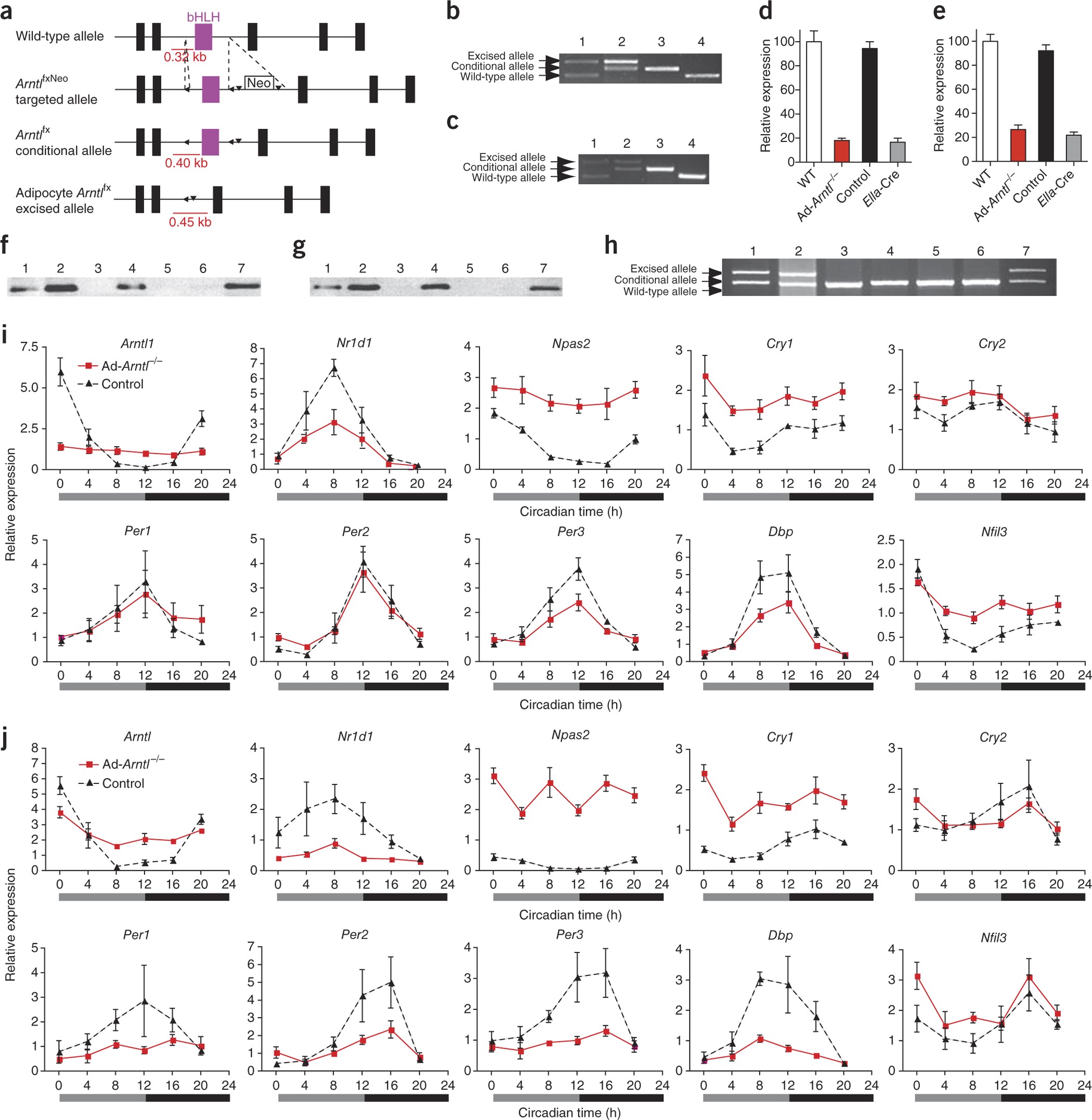 Adipose-specific SAT1 knockout mice develop late-onset obesity.