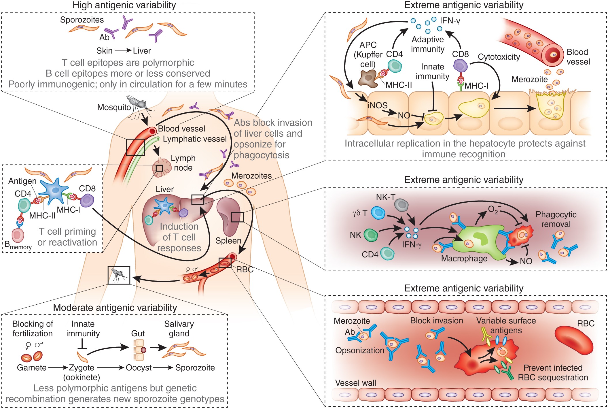 Immune mechanisms in malaria: new insights in vaccine development | Nature  Medicine