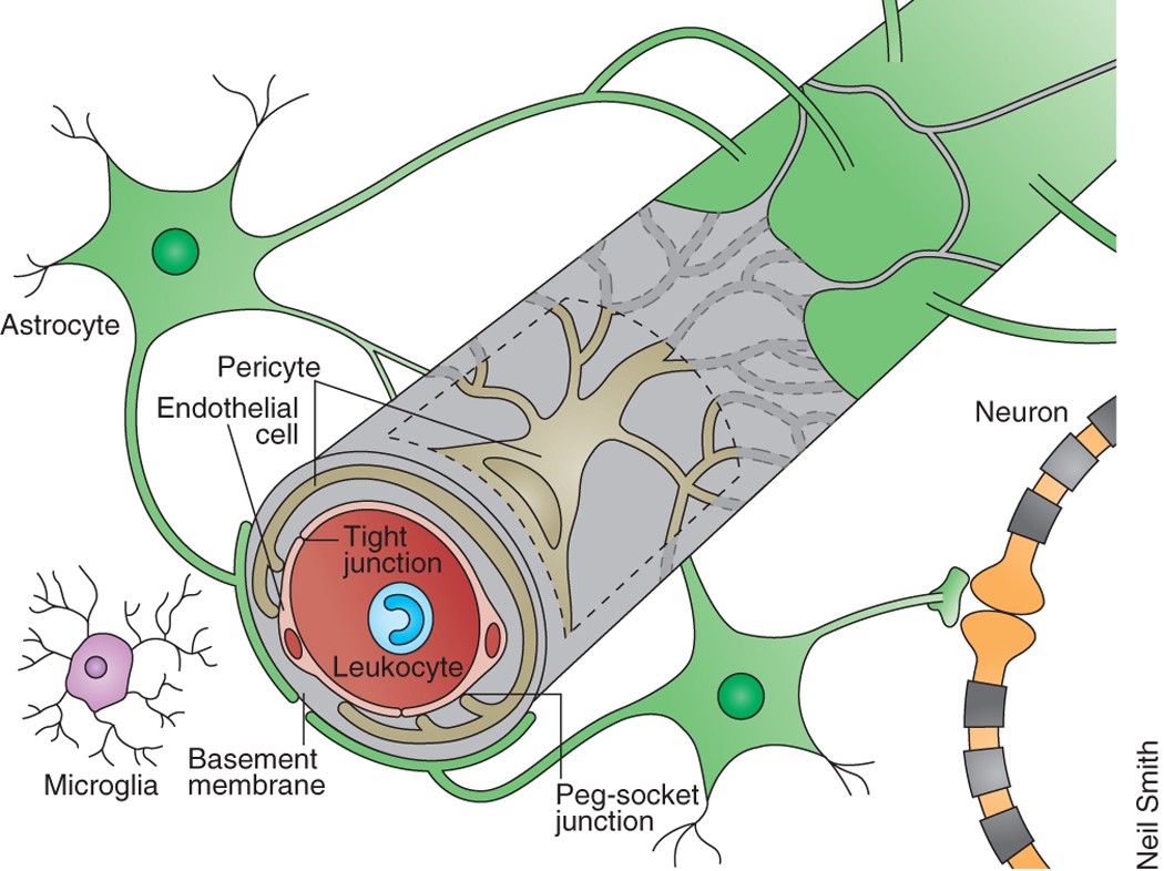 Development, maintenance and disruption of the blood-brain barrier | Nature  Medicine