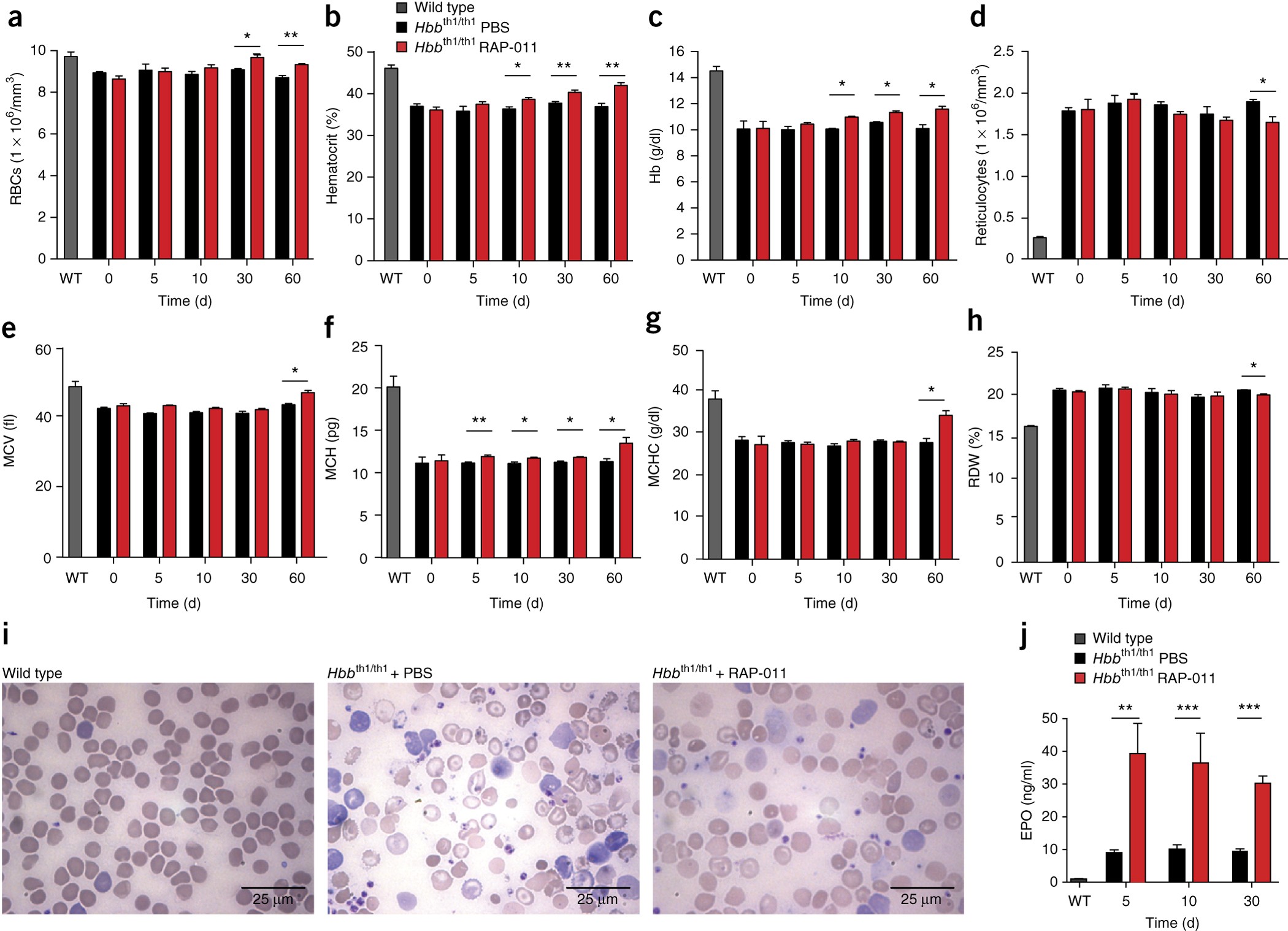 An activin receptor IIA ligand trap corrects ineffective 