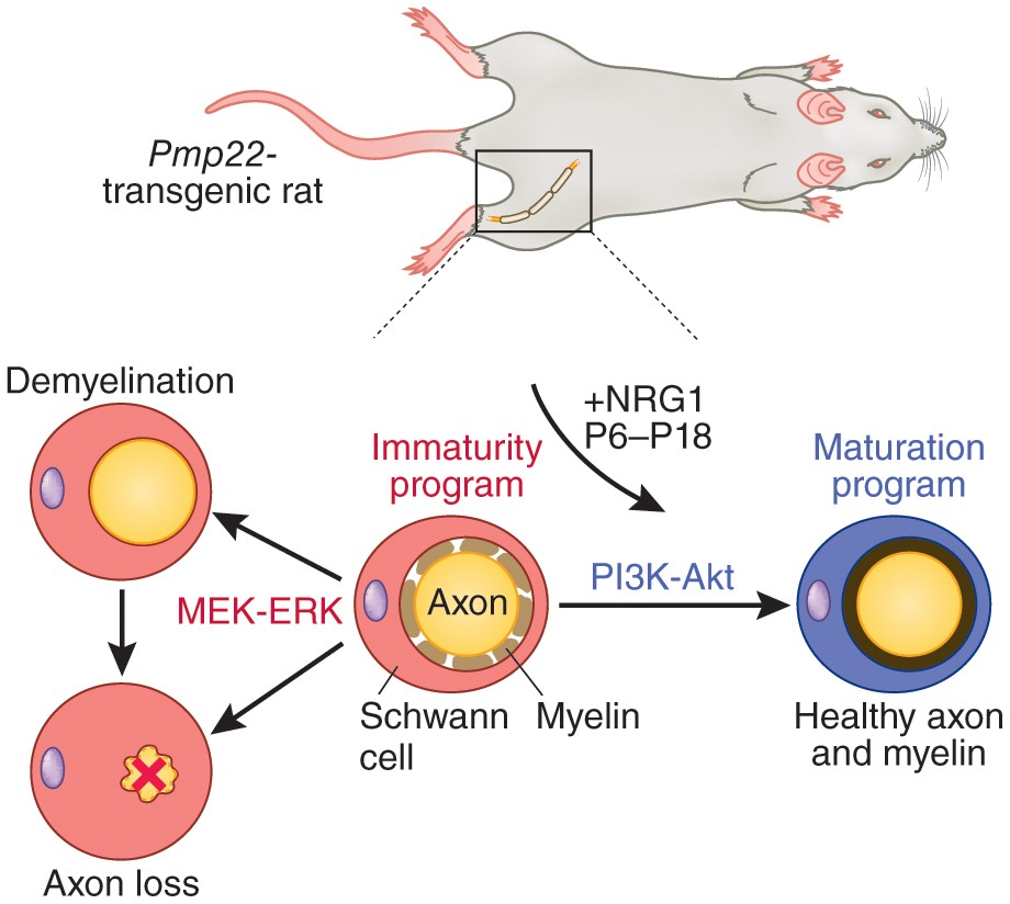 Imbalance of Neuregulin1-ErbB2/3 signaling underlies altered myelin  homeostasis in models of Charcot-Marie-Tooth disease type 4H