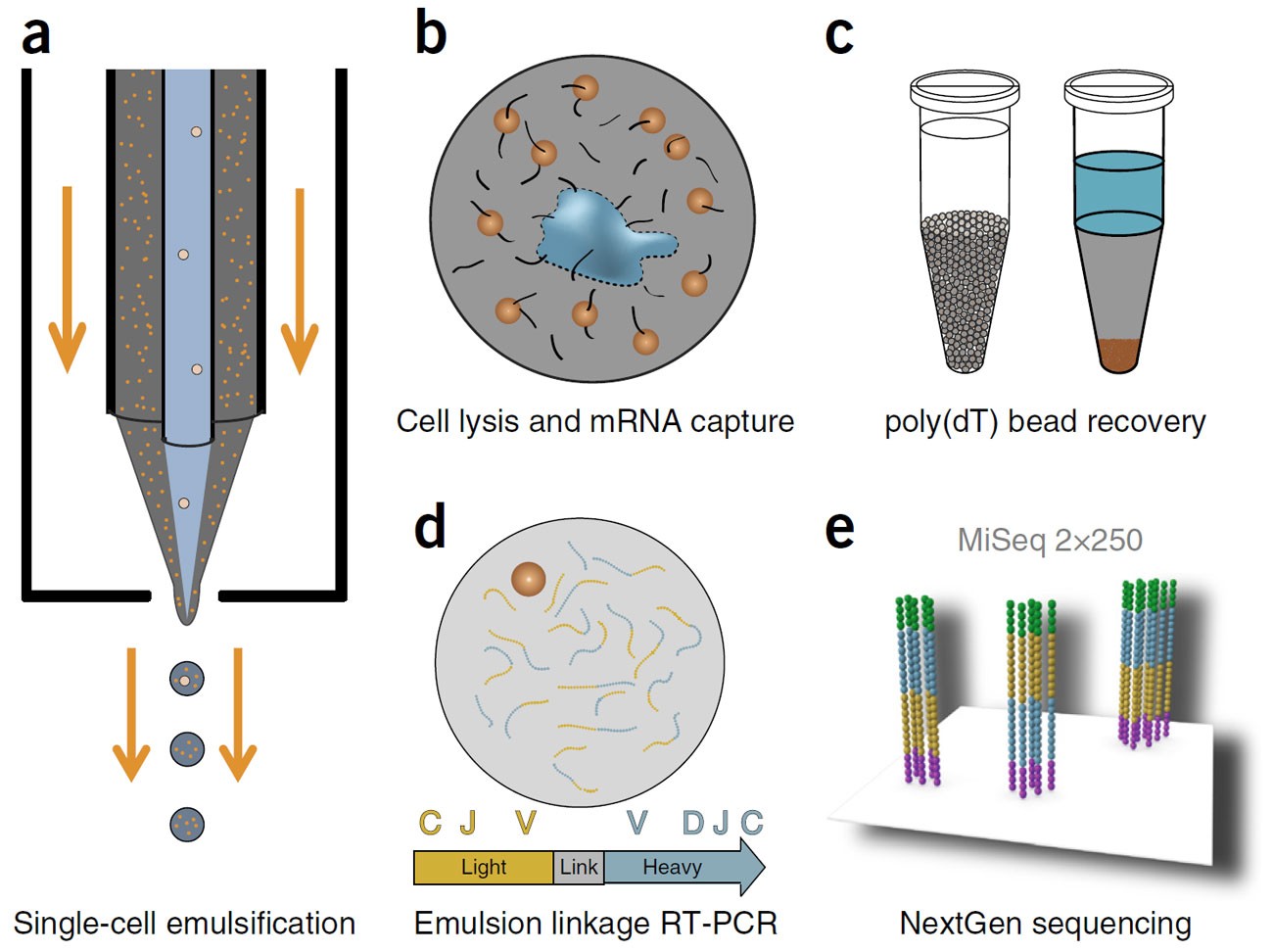 In-depth determination and analysis of the human paired heavy- and light- chain antibody repertoire | Nature Medicine