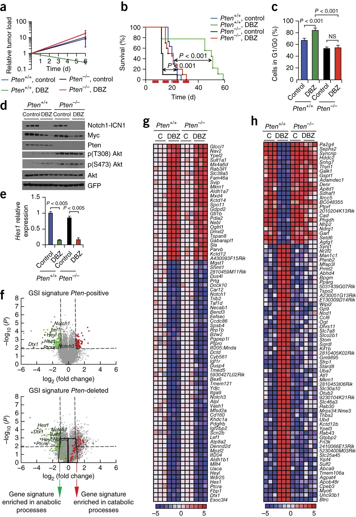 Metabolic reprogramming induces resistance to anti-NOTCH1 therapies in T  cell acute lymphoblastic leukemia | Nature Medicine