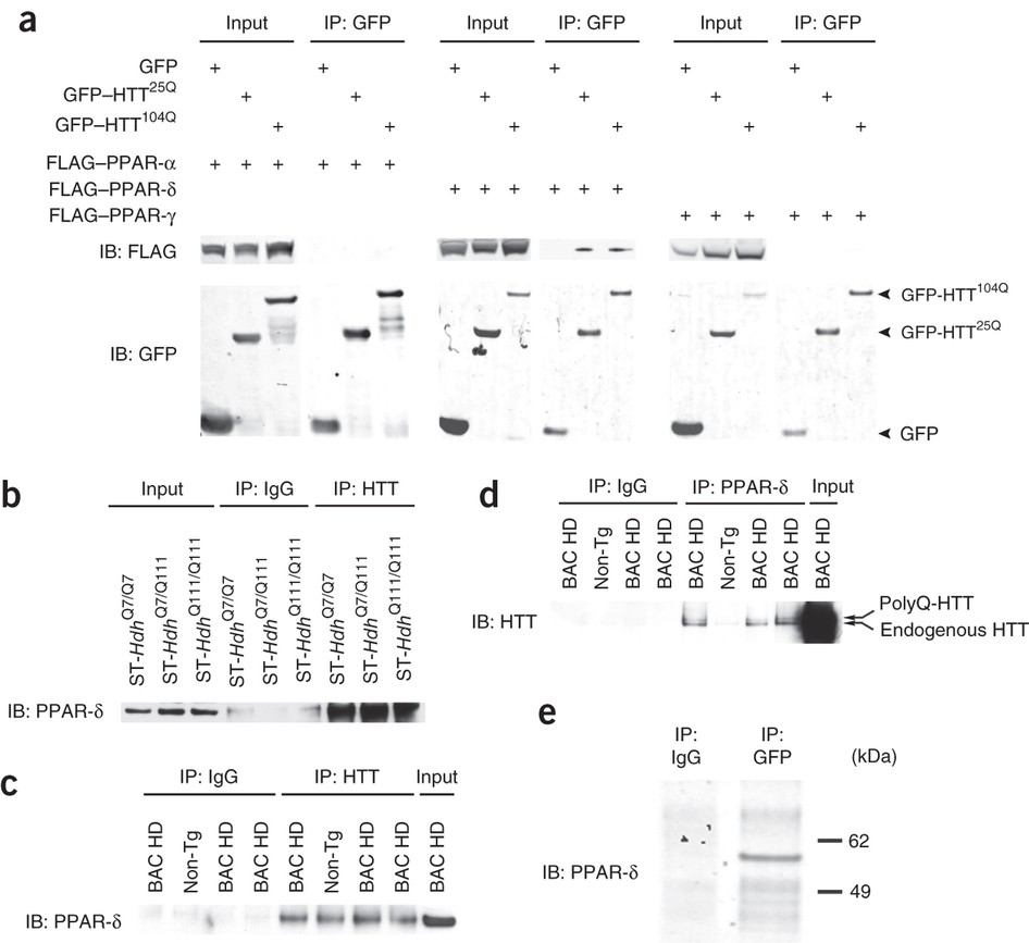 PPAR-δ is repressed in Huntington's disease, is required for normal  neuronal function and can be targeted therapeutically | Nature Medicine