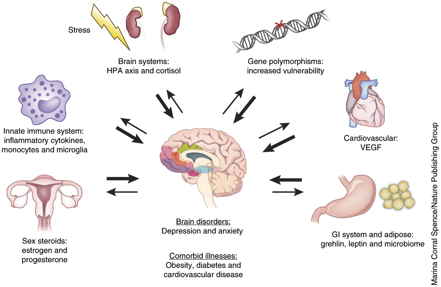 Synaptic plasticity and depression: new insights from stress and  rapid-acting antidepressants | Nature Medicine