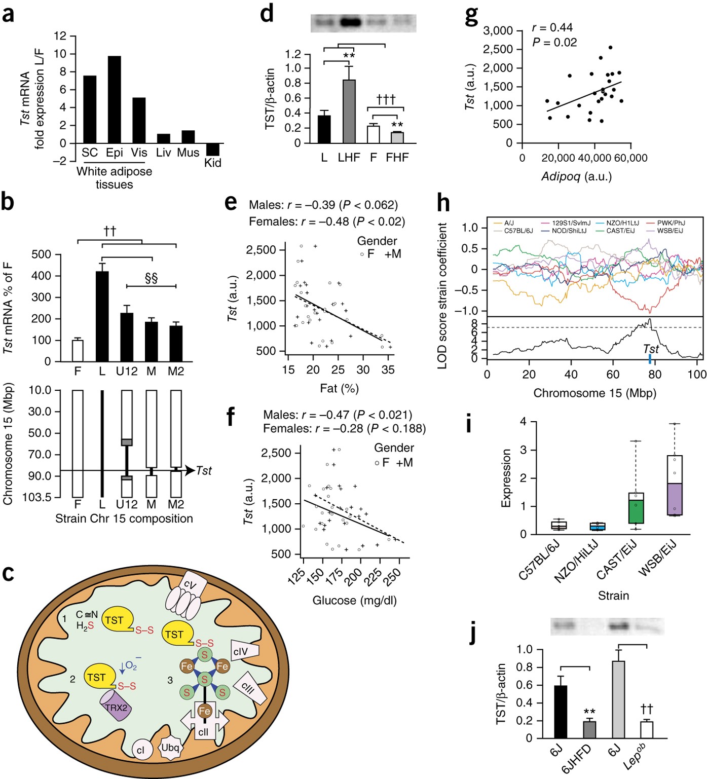 Genetic Identification Of Thiosulfate Sulfurtransferase As An