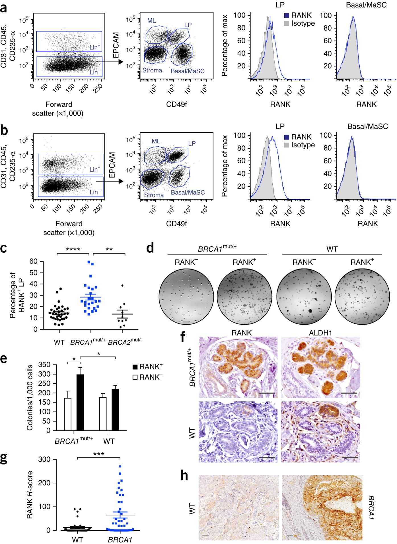 Rank Ligand As A Potential Target For Breast Cancer Prevention In Brca1 Mutation Carriers Nature Medicine