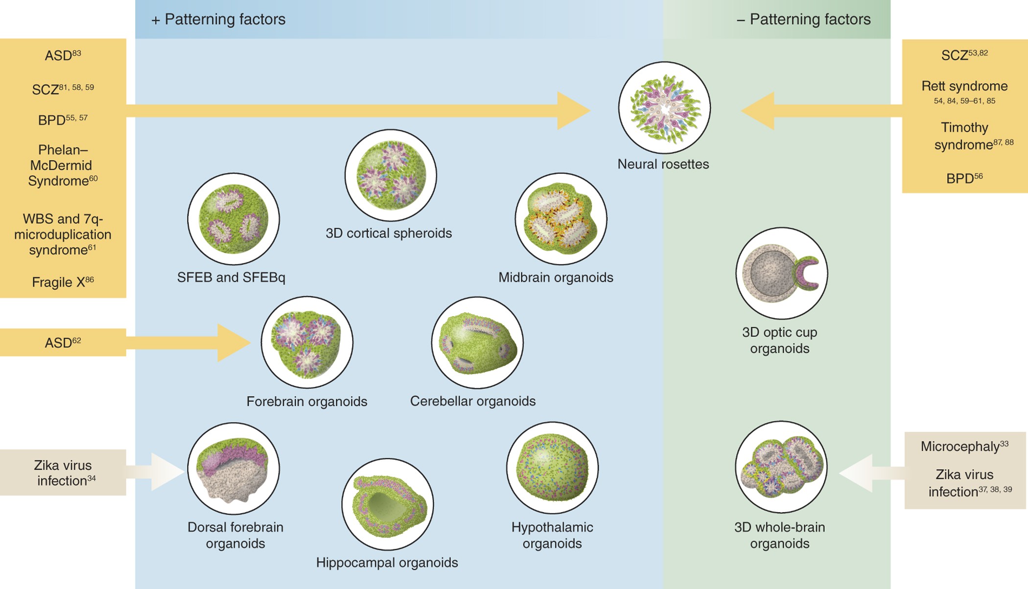 Grand Challenge How Does The Human Brain Work And Produce >> The Promises And Challenges Of Human Brain Organoids As Grand Challenge How Does The Human Brain Work And Produce >> The Promises And Challenges Of Human Brain Organoids As