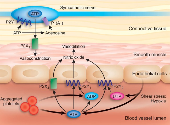 Vessel tone and remodeling | Nature Medicine