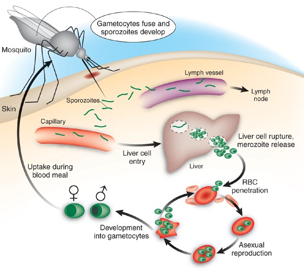 malaria mosquito life cycle