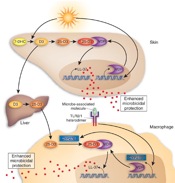 Fighting infections with vitamin D | Nature Medicine