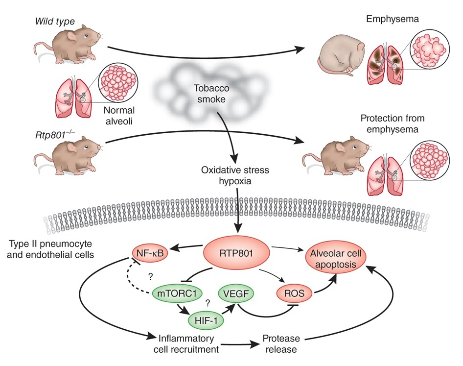 what chemical in cigarettes causes emphysema Smoking and emphysema: the stress connection