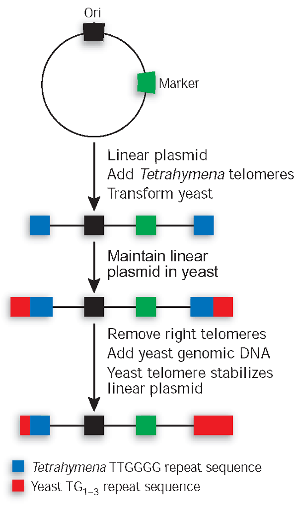 Telomeres And Telomerase The Path From Maize Tetrahymena And Yeast To Human Cancer And Aging Nature Medicine