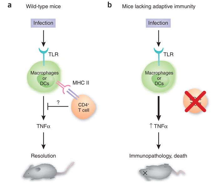 Not So Fast Adaptive Suppression Of Innate Immunity Nature Medicine
