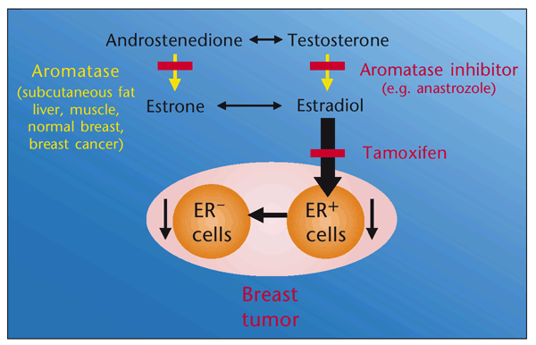 Image result for anastrozole and breast cancer