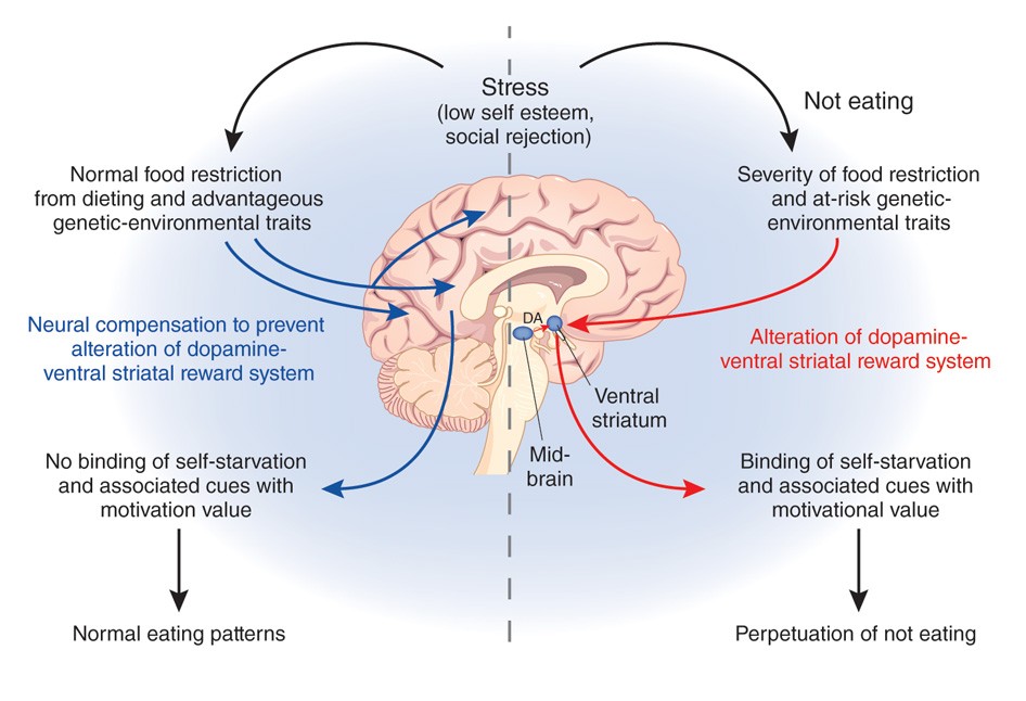 https://media.springernature.com/full/springer-static/image/art%3A10.1038%2Fnm1210-1382/MediaObjects/41591_2010_Article_BFnm12101382_Fig1_HTML.jpg
