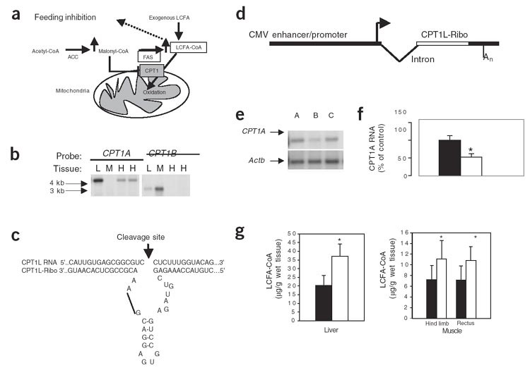 Inhibition Of Hypothalamic Carnitine Palmitoyltransferase 1 -