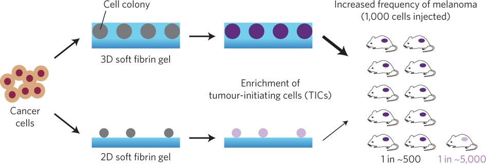 Soft gels select tumorigenic cells | Nature Materials