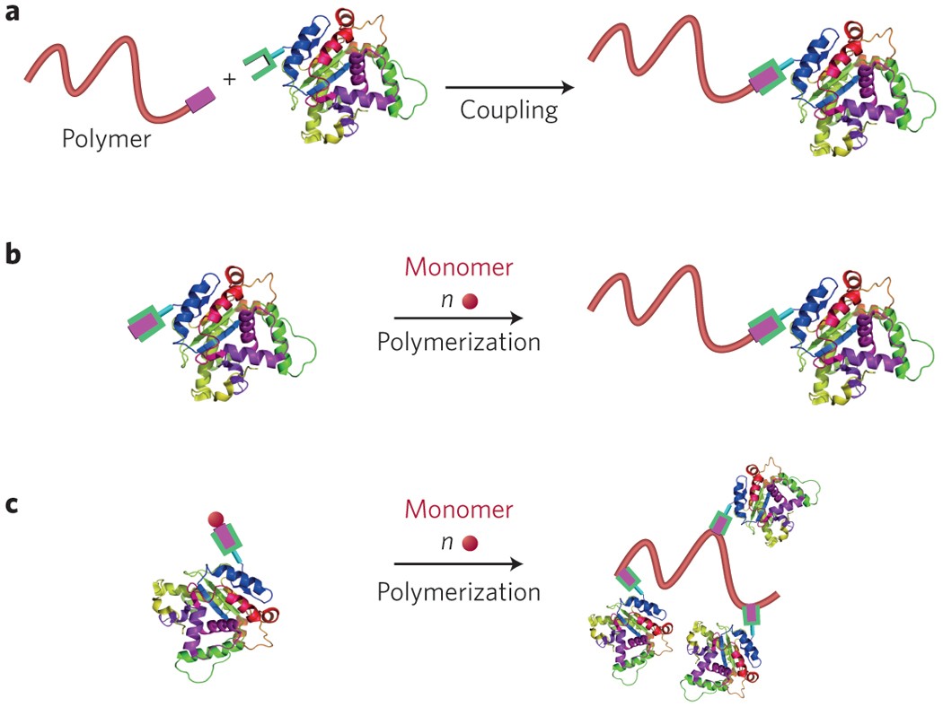 Smart hybrid materials by conjugation of responsive polymers to biomacromolecules | Nature Materials smart-hybrid-materials-by-conjugation-of-responsive-polymers-to-biomacromolecules-nature-materials