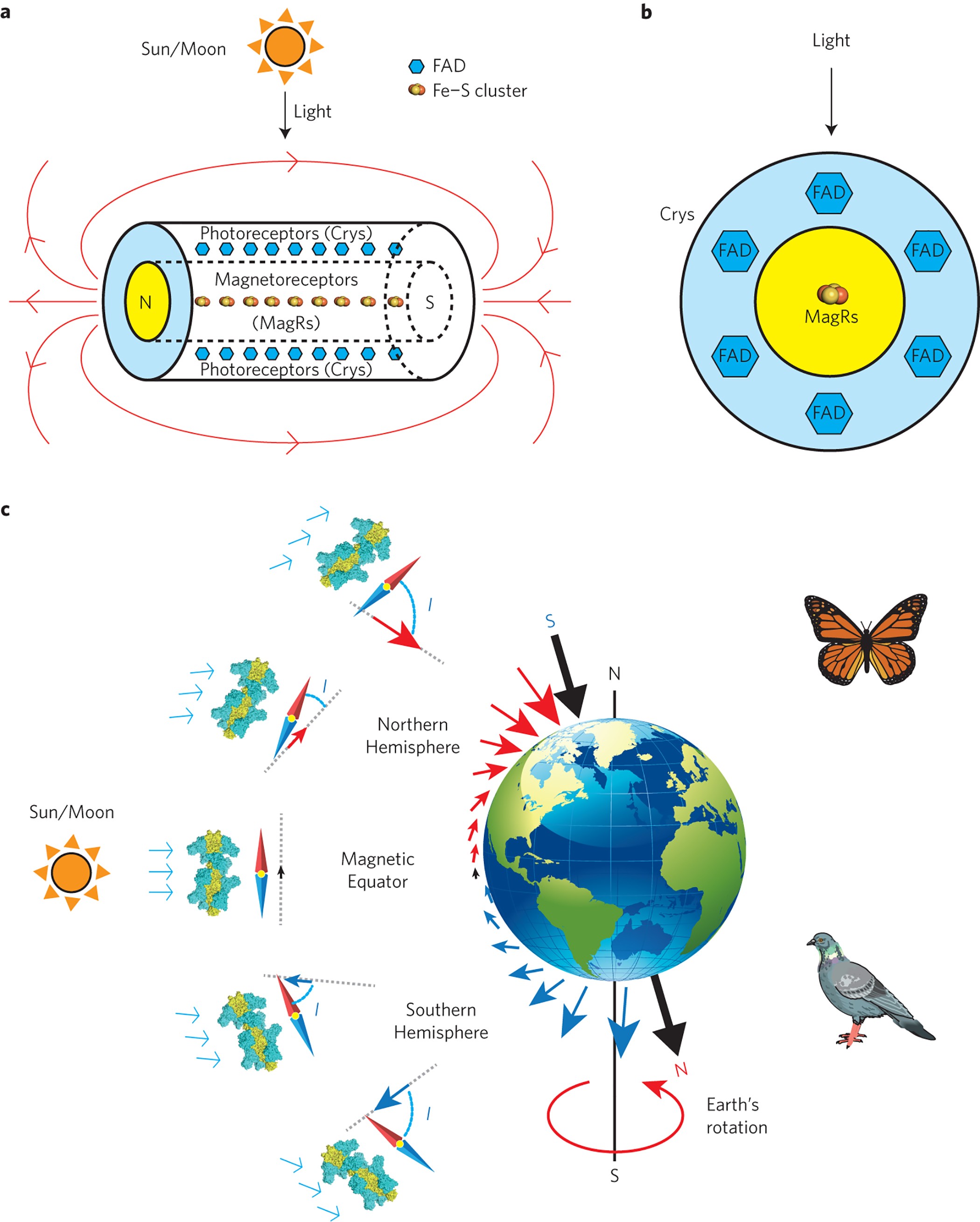 A magnetic protein biocompass | Nature Materials