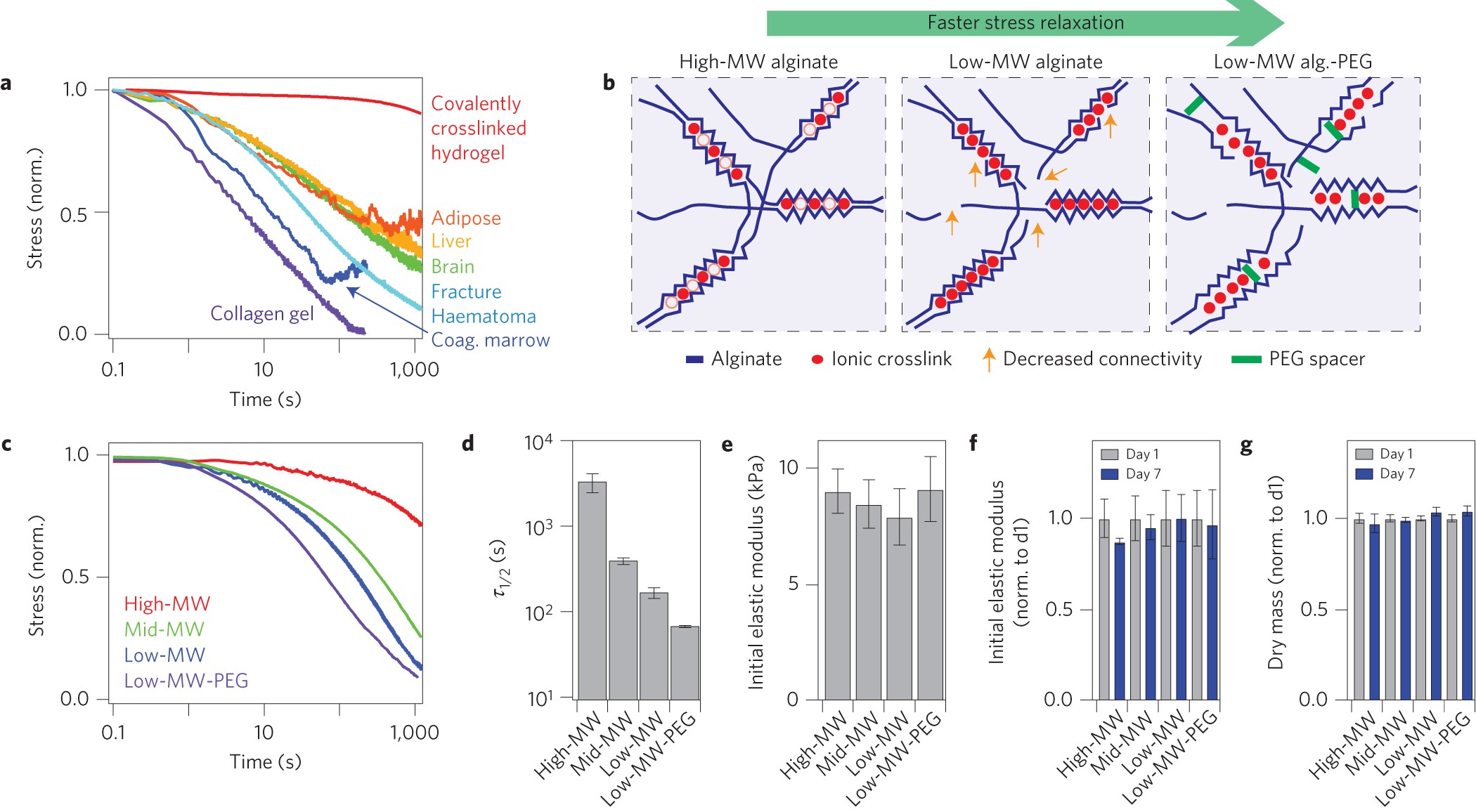 Hydrogels With Tunable Stress Relaxation Regulate Stem Cell Fate