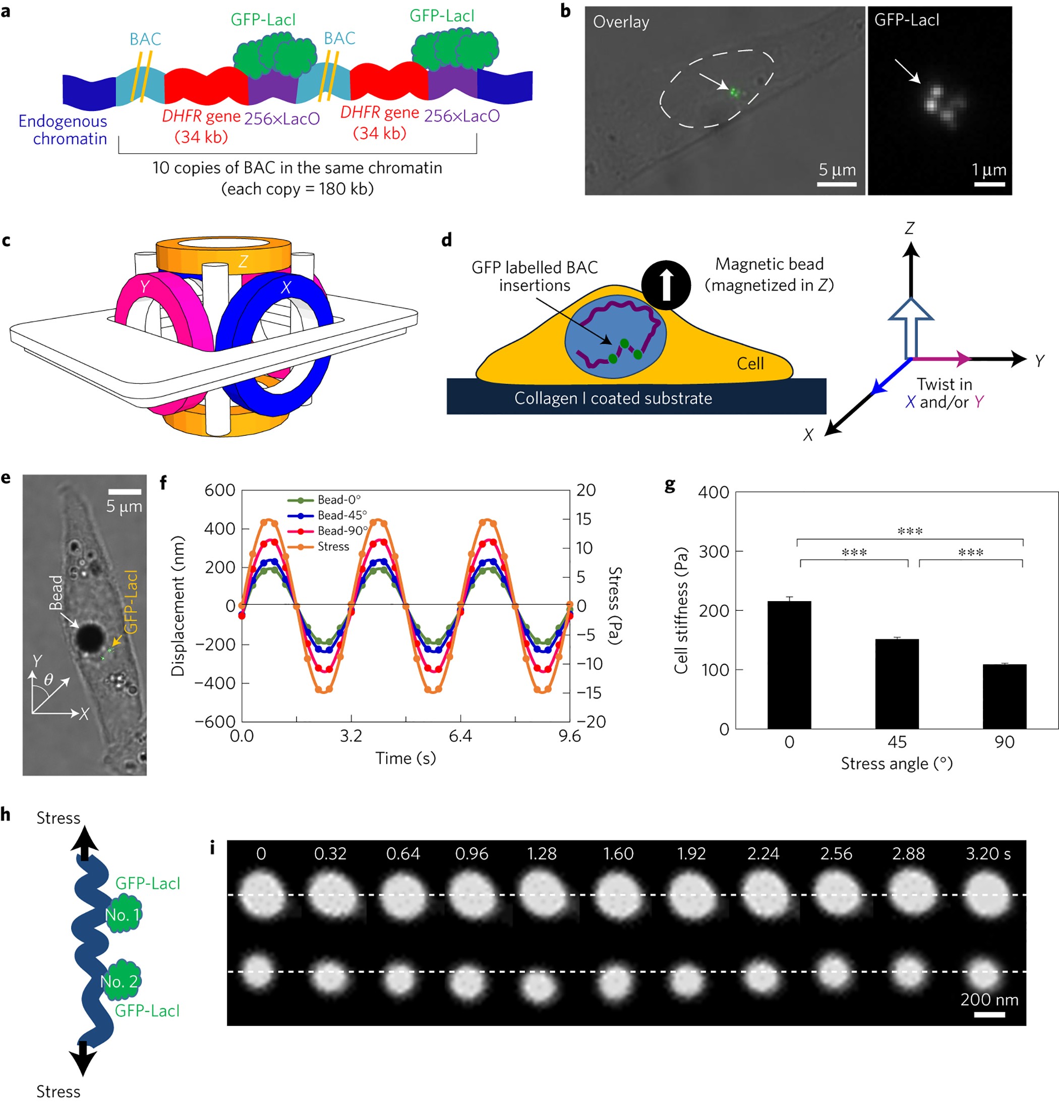 Transcription upregulation via force-induced direct stretching of chromatin  | Nature Materials