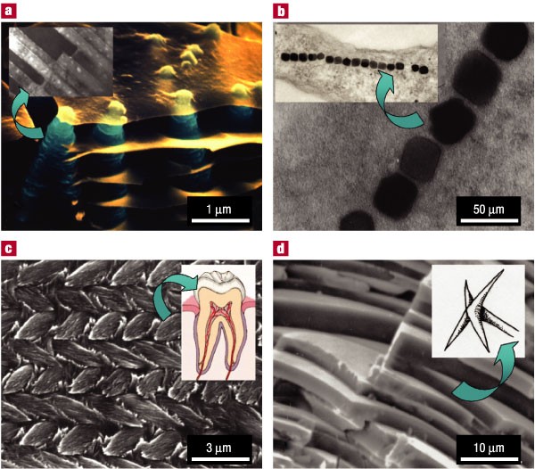 Biomimetics, Free Full-Text