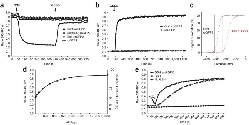 Real-time imaging of the intracellular glutathione redox potential | Nature Methods Real-time imaging of the intracellular glutathione redox potential | Nature Methods