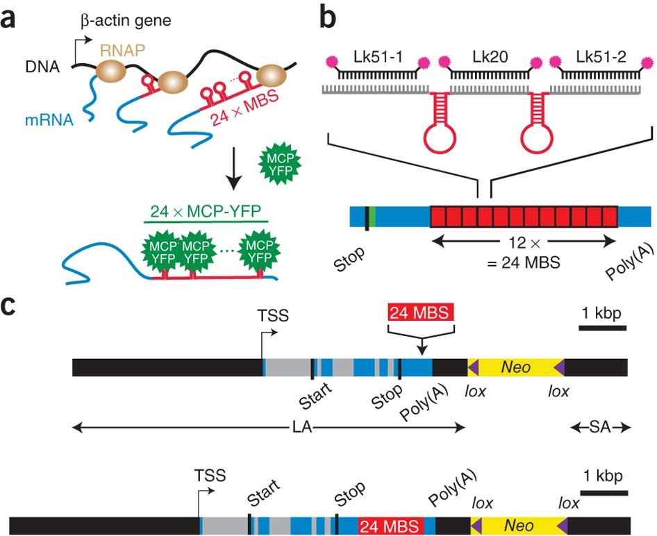a transgenic mouse for in vivo detection of endogenous labeled mrna nature methods a transgenic mouse for in vivo detection of endogenous labeled mrna nature methods