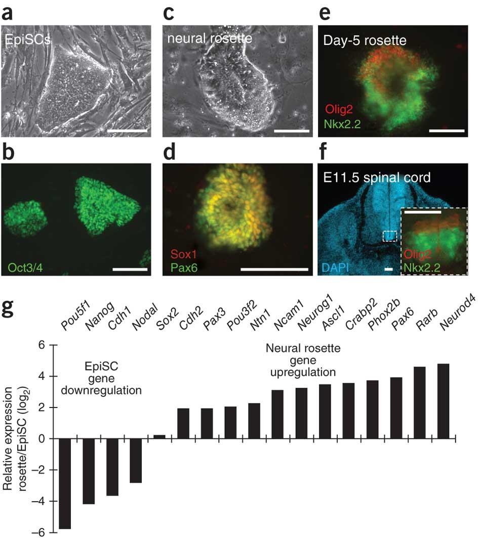 Rapid and robust generation of functional oligodendrocyte progenitor cells  from epiblast stem cells | Nature Methods