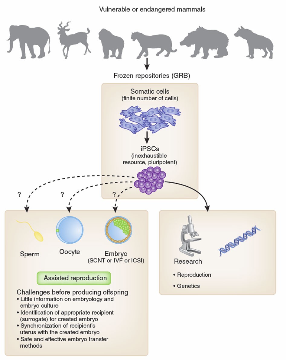 Induced pluripotent stem cells for conserving endangered species? | Nature  Methods