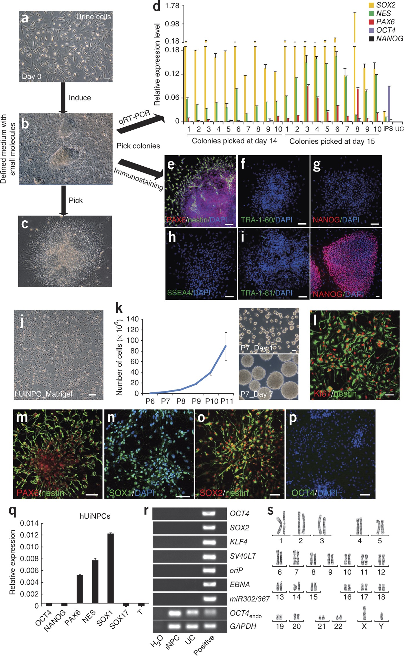 ... cells from integration-free progenitor Generation neural of neural ... of from Generation integration-free cells progenitor