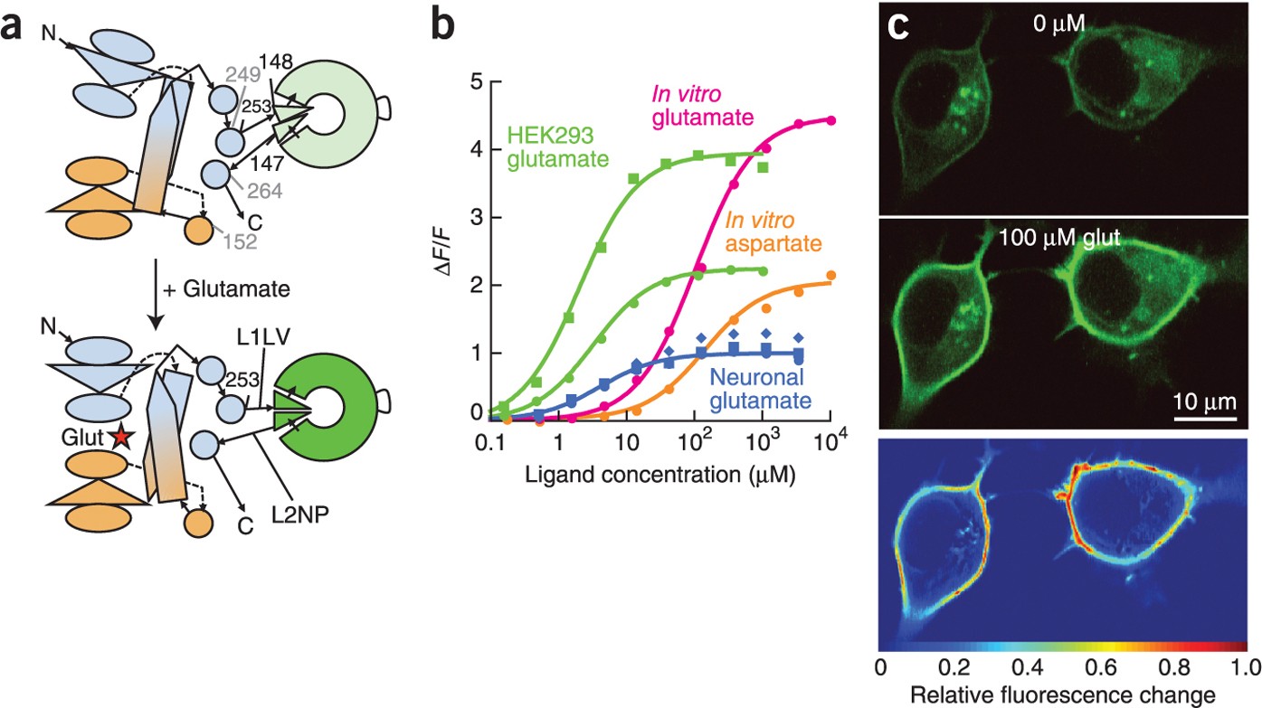 An optimized fluorescent probe for visualizing glutamate neurotransmission  | Nature Methods