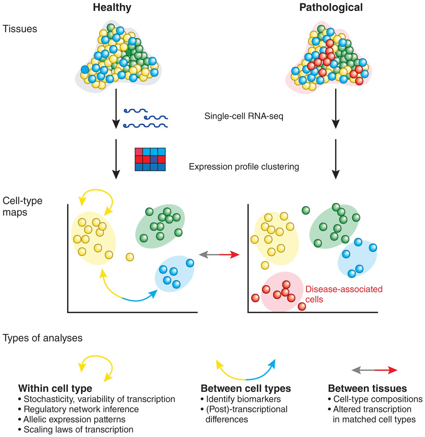 Entering the era of single-cell transcriptomics in biology and medicine |  Nature Methods