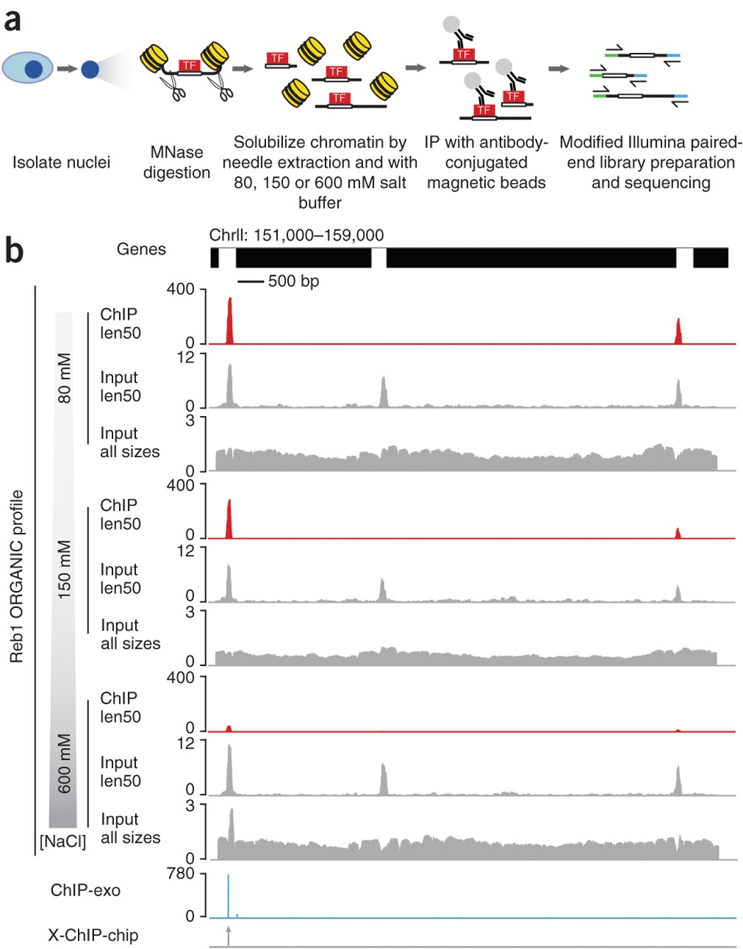 High Resolution Mapping Of Transcription Factor Binding
