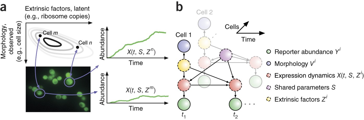 Scalable Inference Of Heterogeneous Reaction Kinetics From Pooled Single Cell Recordings Nature Methods