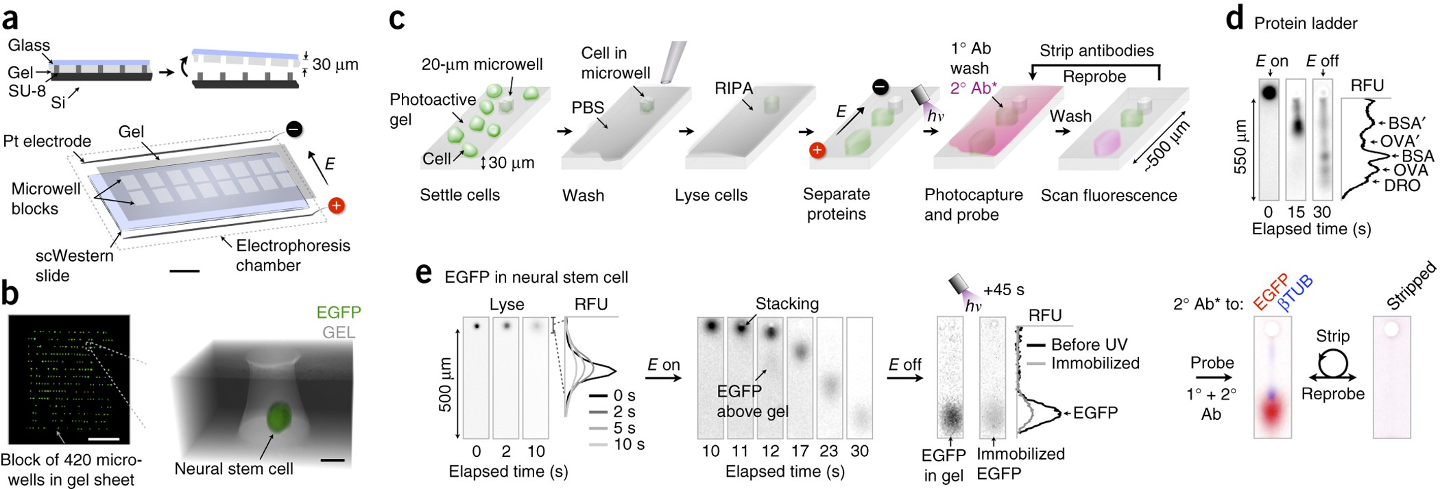 Single Cell Western Blotting Nature Methods