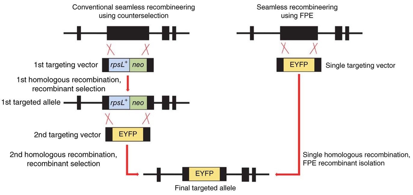 Isolation Of Rare Recombinants Without Using Selectable Markers