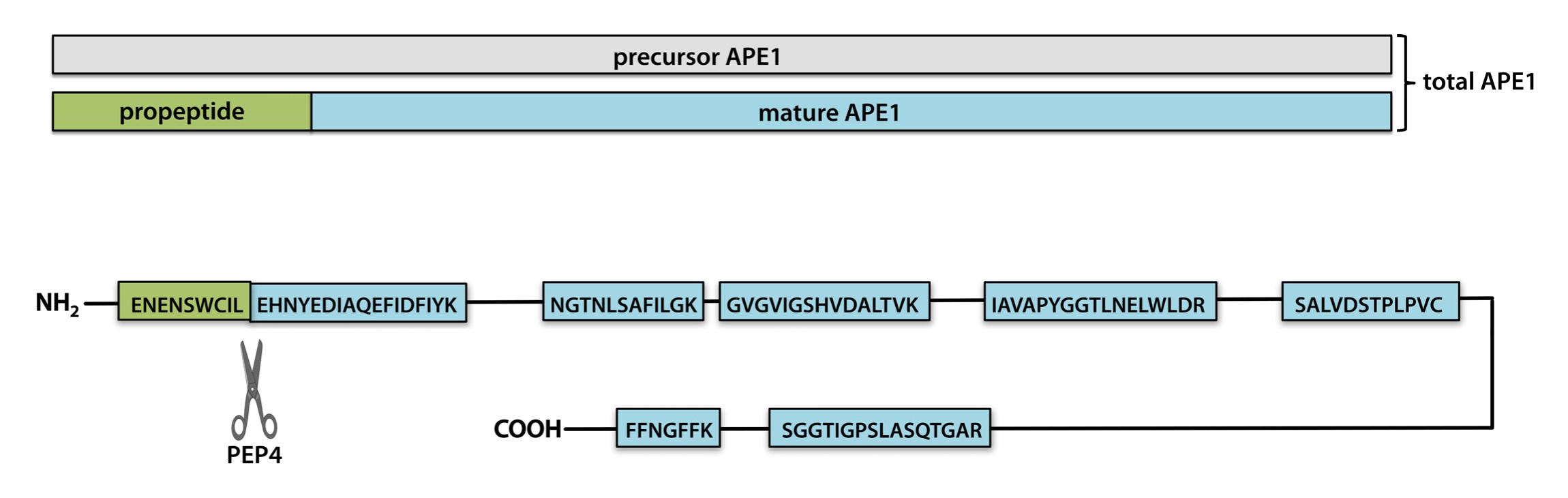 Supplementary Figure 1