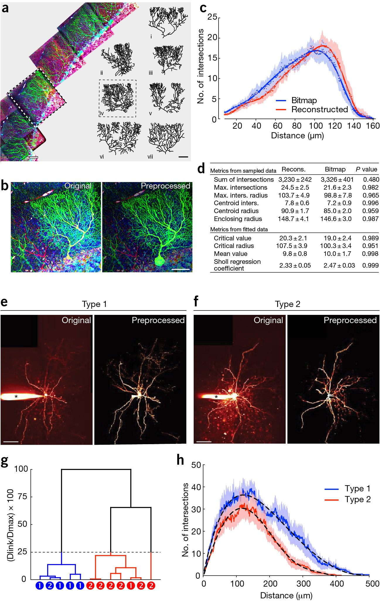 Neuronal Morphometry Directly From Bitmap Images Nature