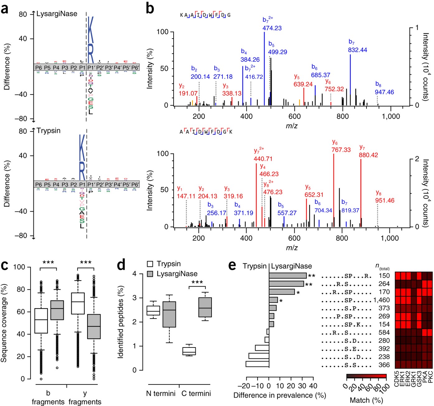 Lysarginase Mirrors Trypsin For Protein C Terminal And