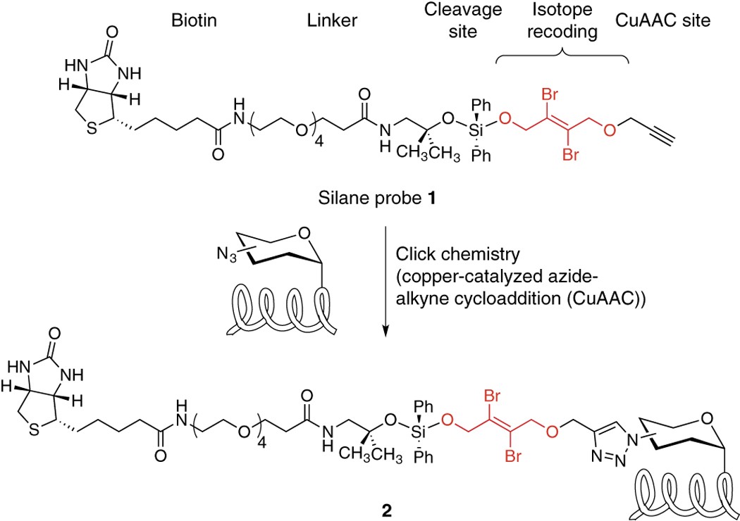 Glycoproteomics  Nature Reviews Methods Primers