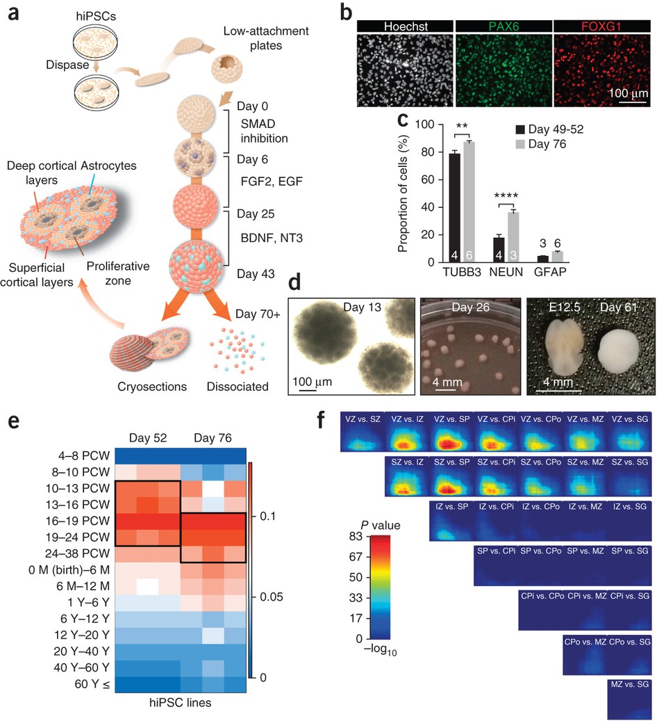 Functional cortical neurons and astrocytes from human pluripotent stem  cells in 3D culture | Nature Methods