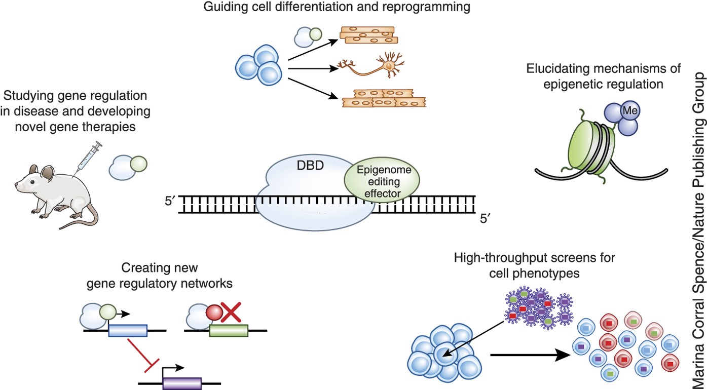 Image result for epigenome editing"