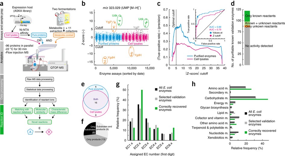 Nontargeted in vitro metabolomics for high-throughput identification of  novel enzymes in Escherichia coli | Nature Methods