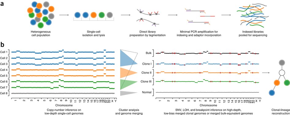 Scalable whole-genome single-cell library preparation without preamplification