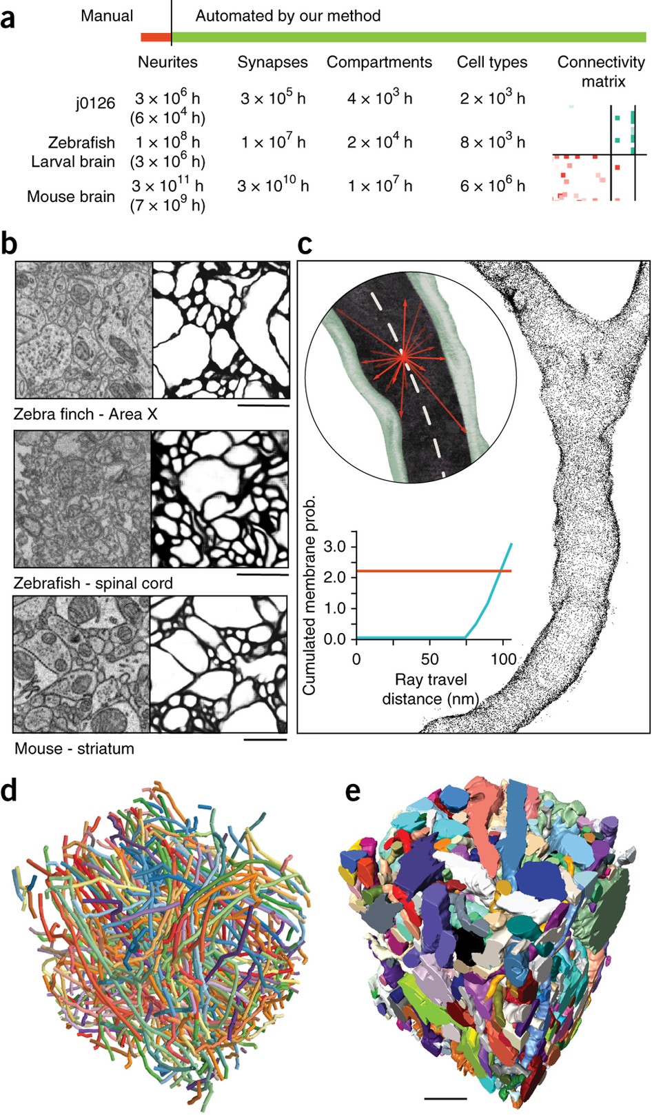 Automated synaptic connectivity inference for volume electron ...