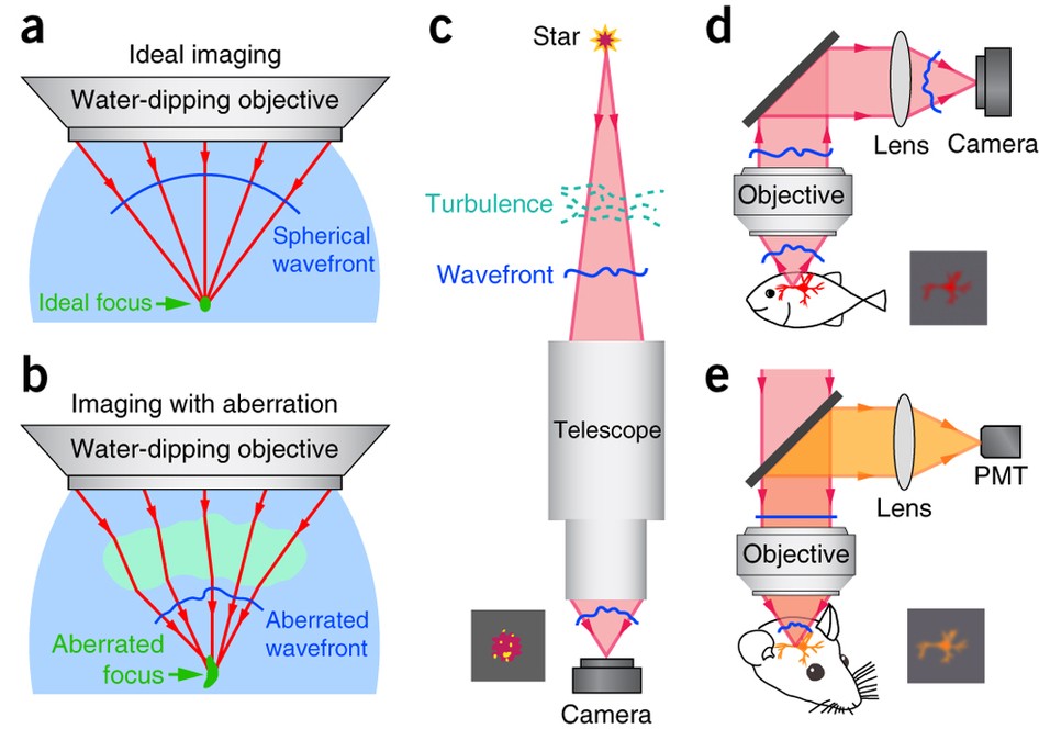 Adaptive optical fluorescence microscopy | Nature Methods