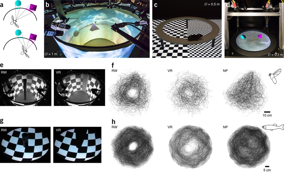 Virtual reality for freely moving animals | Nature Methods